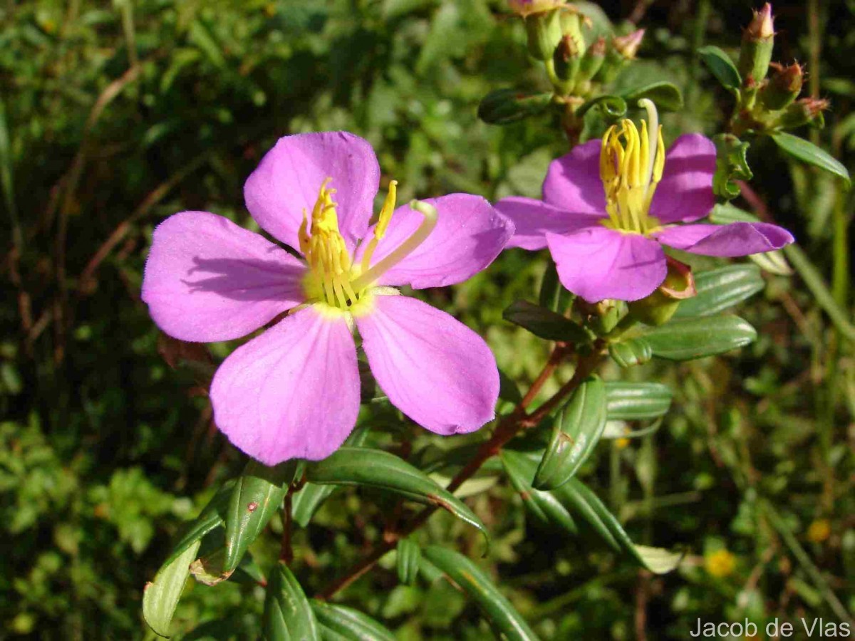 Osbeckia parvifolia Arn.